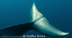 Minke Whale Fin by Steffen Binke 